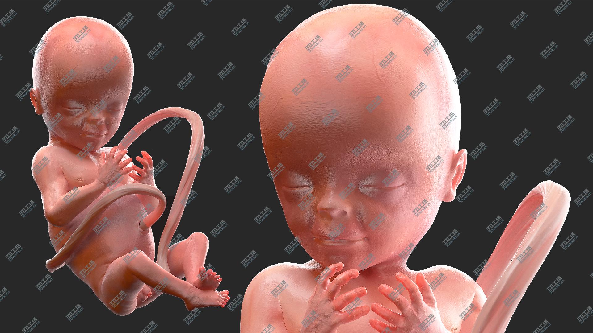 images/goods_img/202104091/3D Human Fetus at 20 Weeks model/4.jpg